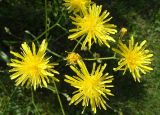 Crepis biennis