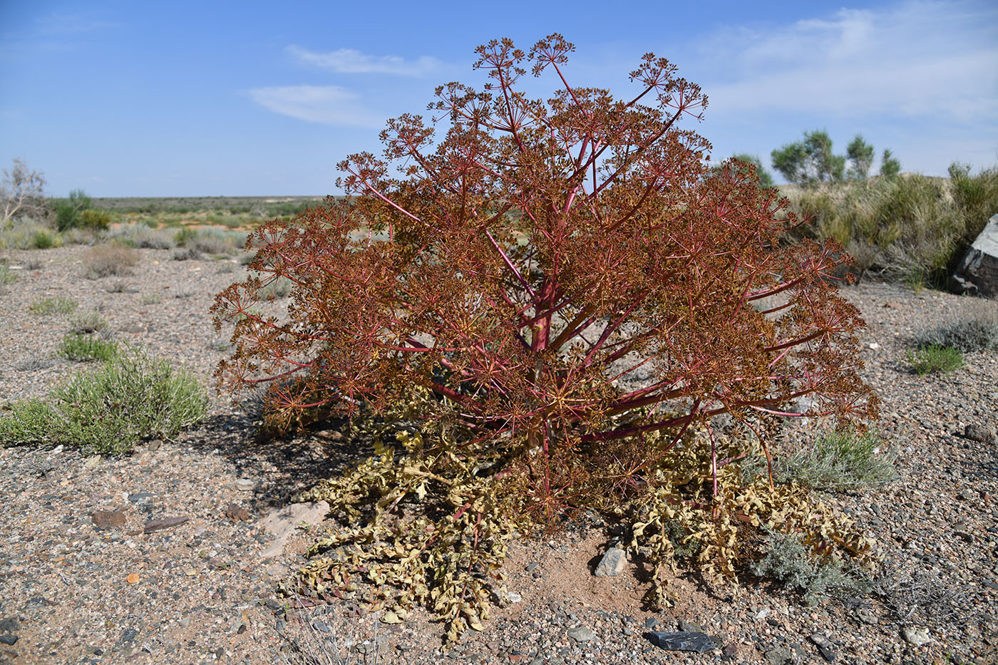 Image of Ferula iliensis specimen.