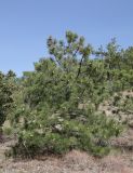 Pinus pallasiana