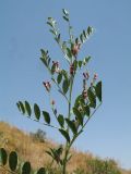 Glycyrrhiza glabra. Верхушка растения с завязавшимися плодами. Казахстан, хр. Сырдарьинский Каратау, ущ. Беркара, ≈ 700 м н.у.м., склон юго-вост. экспозиции, саванноиды. 15 июня 2023 г.