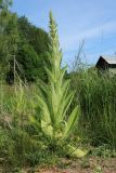 Verbascum thapsus