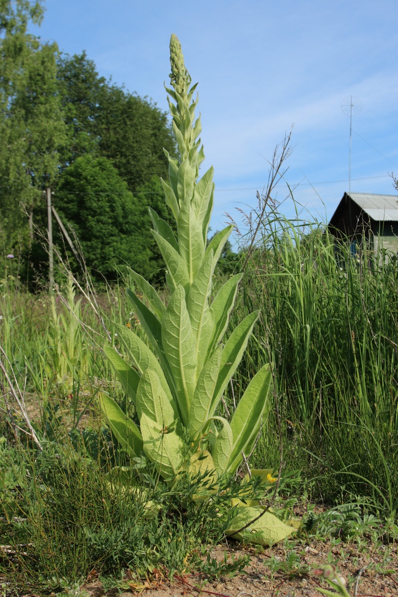 Изображение особи Verbascum thapsus.