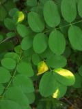 Robinia pseudoacacia