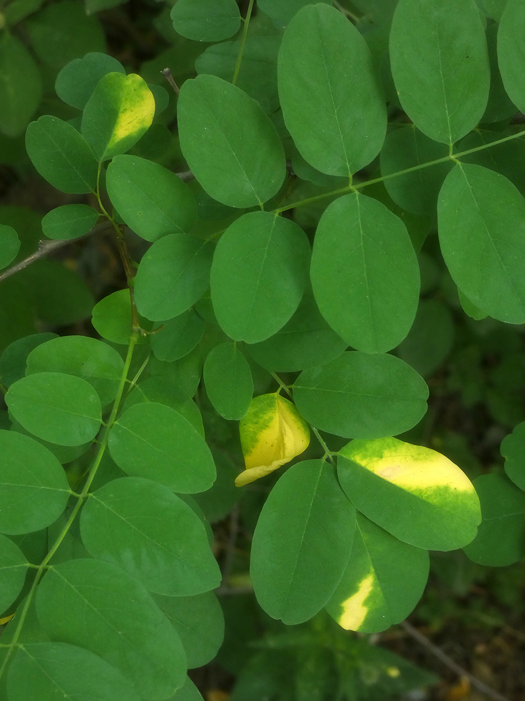 Image of Robinia pseudoacacia specimen.
