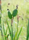 Iris setosa