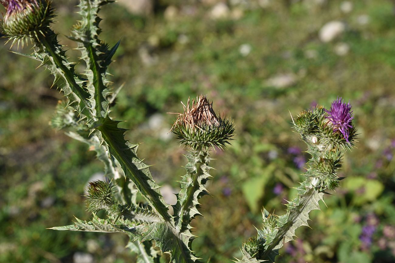 Image of Onopordum acanthium specimen.