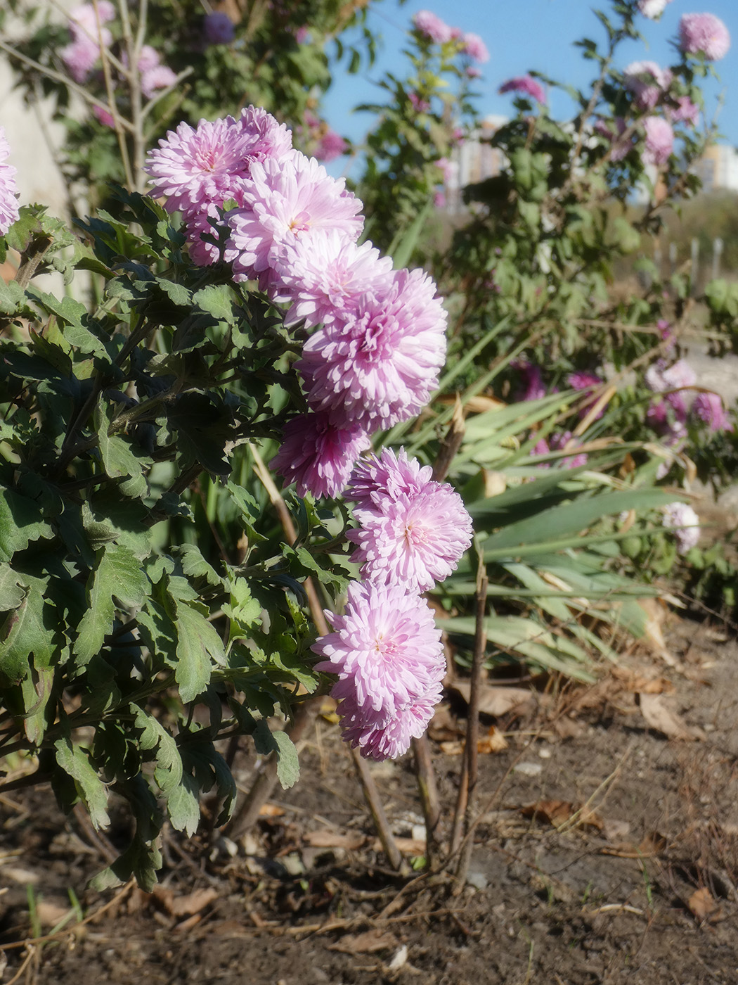 Image of Chrysanthemum indicum specimen.