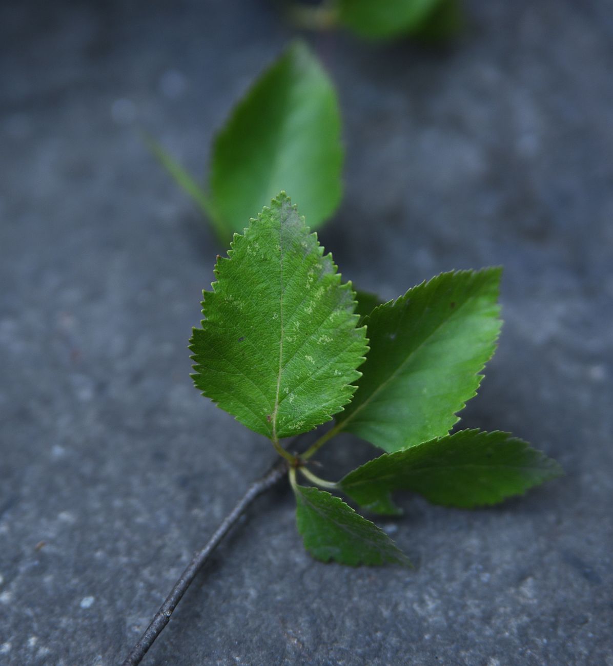 Image of genus Betula specimen.