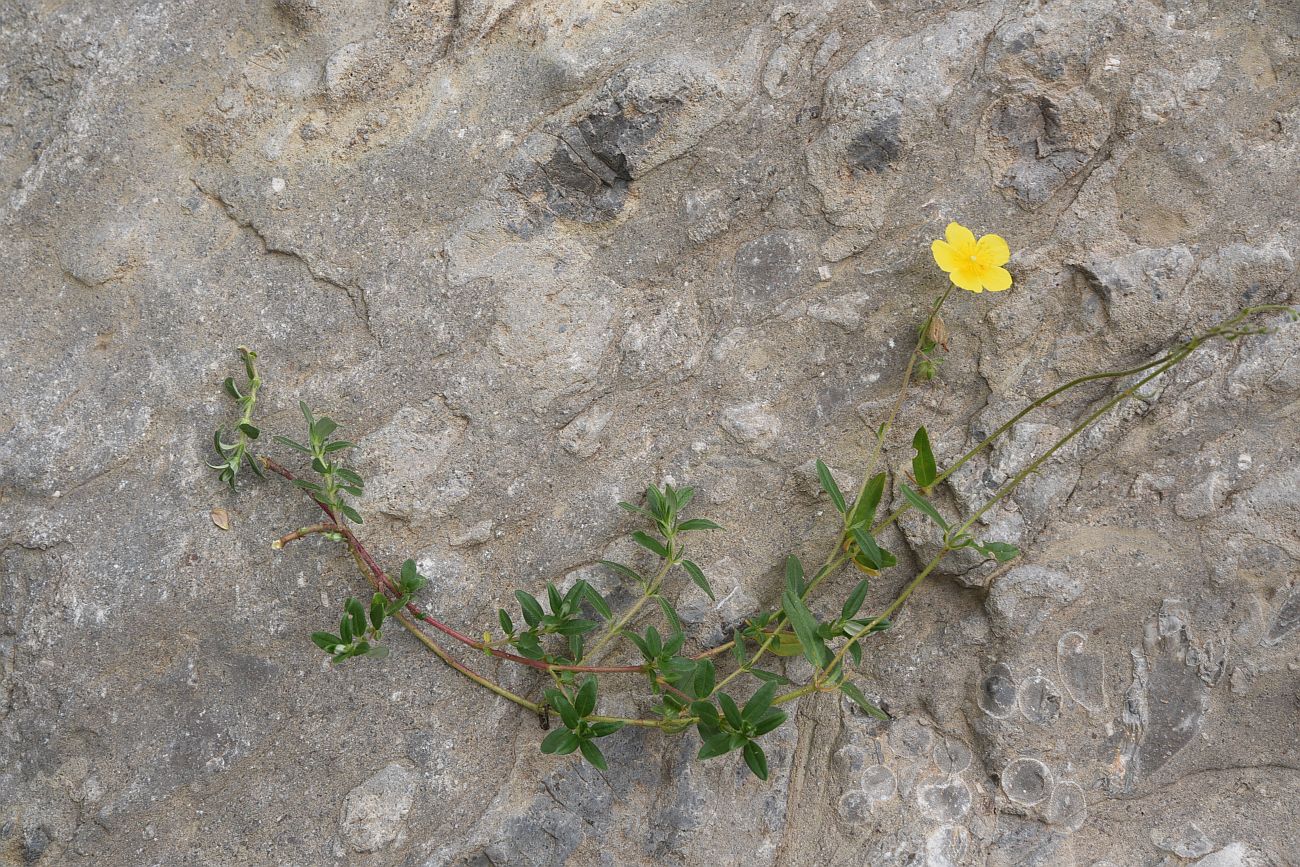 Image of Helianthemum salicifolium specimen.