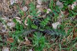 Cirsium vulgare