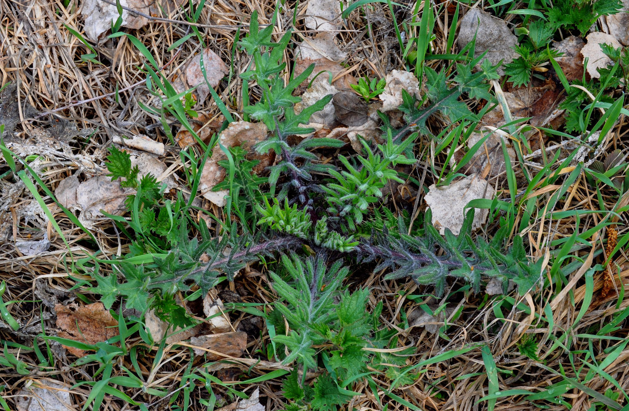 Image of Cirsium vulgare specimen.