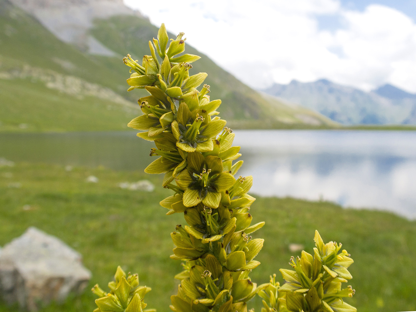 Image of Veratrum lobelianum specimen.