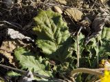 Taraxacum serotinum. Листья. Оренбургская обл., Беляевский р-н, Донской сельсовет, Долгие Горы, степной склон. 5 сентября 2023 г.