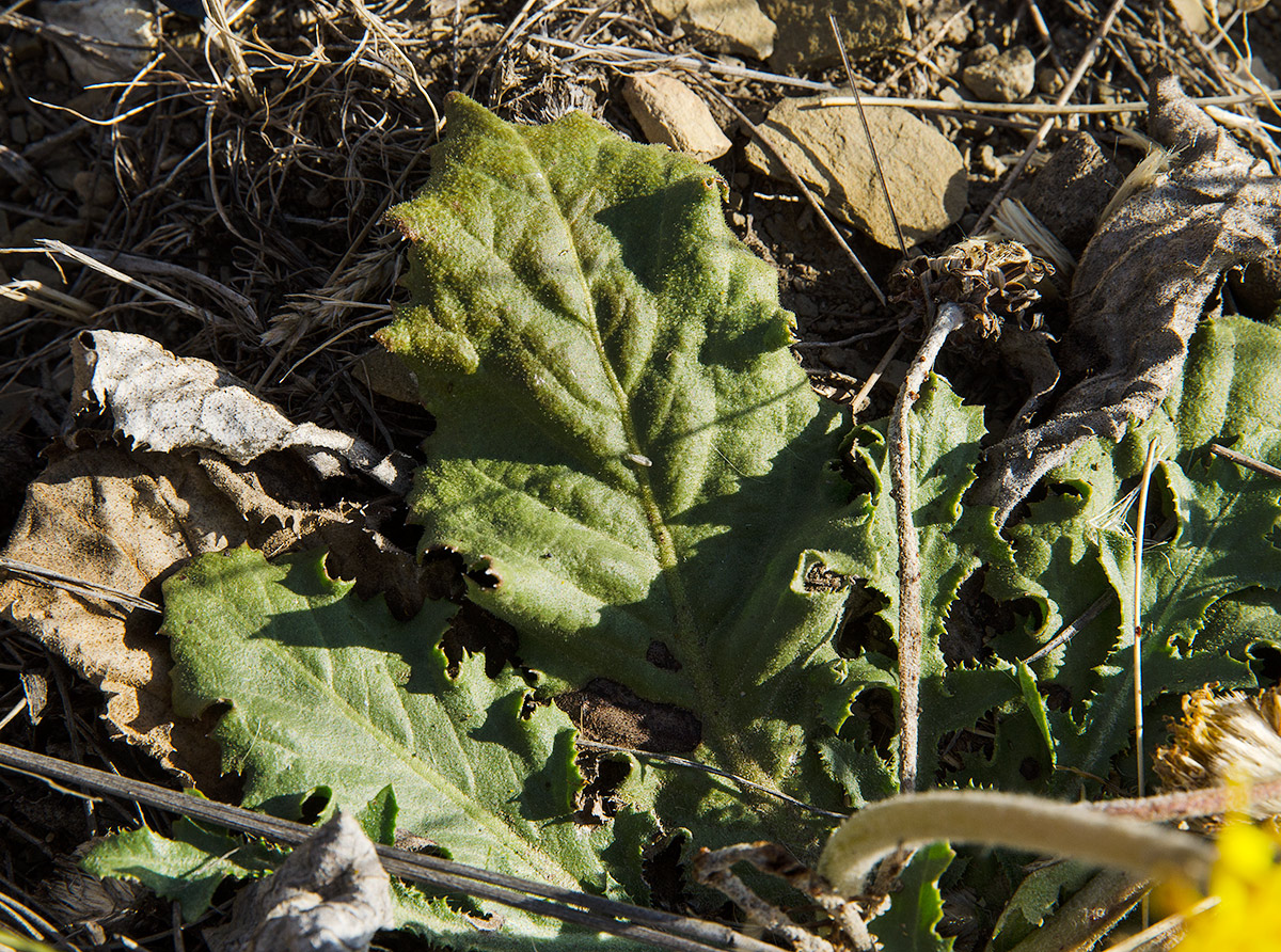 Image of Taraxacum serotinum specimen.