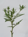 Ambrosia artemisiifolia. Верхушка растения с нераспустившимися соцветиями. Республика Молдова, пригород Кишинёва. 6 августа 2010 г.