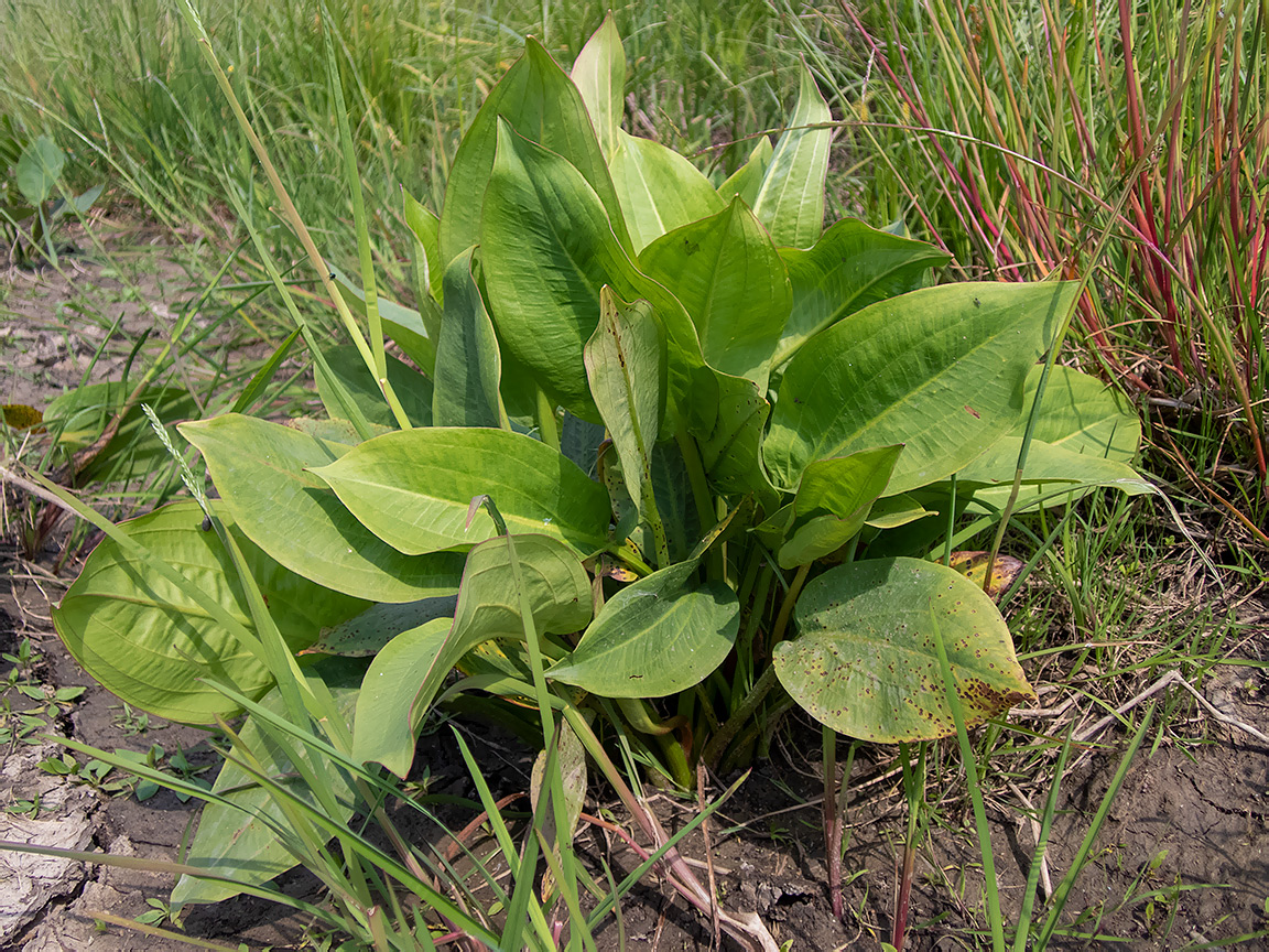 Изображение особи Alisma plantago-aquatica.