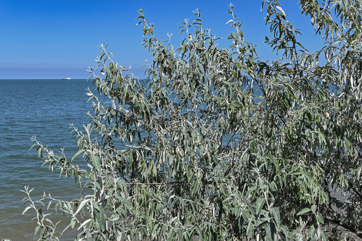 Image of Elaeagnus angustifolia specimen.