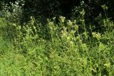 Cirsium oleraceum