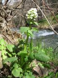 Valeriana ficariifolia. Цветущее растение в основании старого дерева Fraxinus sogdiana. Казахстан, хр. Сырдарьинский Каратау, ущ. Беркара, ≈ 750 м н.у.м., ясеневый тугай. 7 апреля 2024 г.