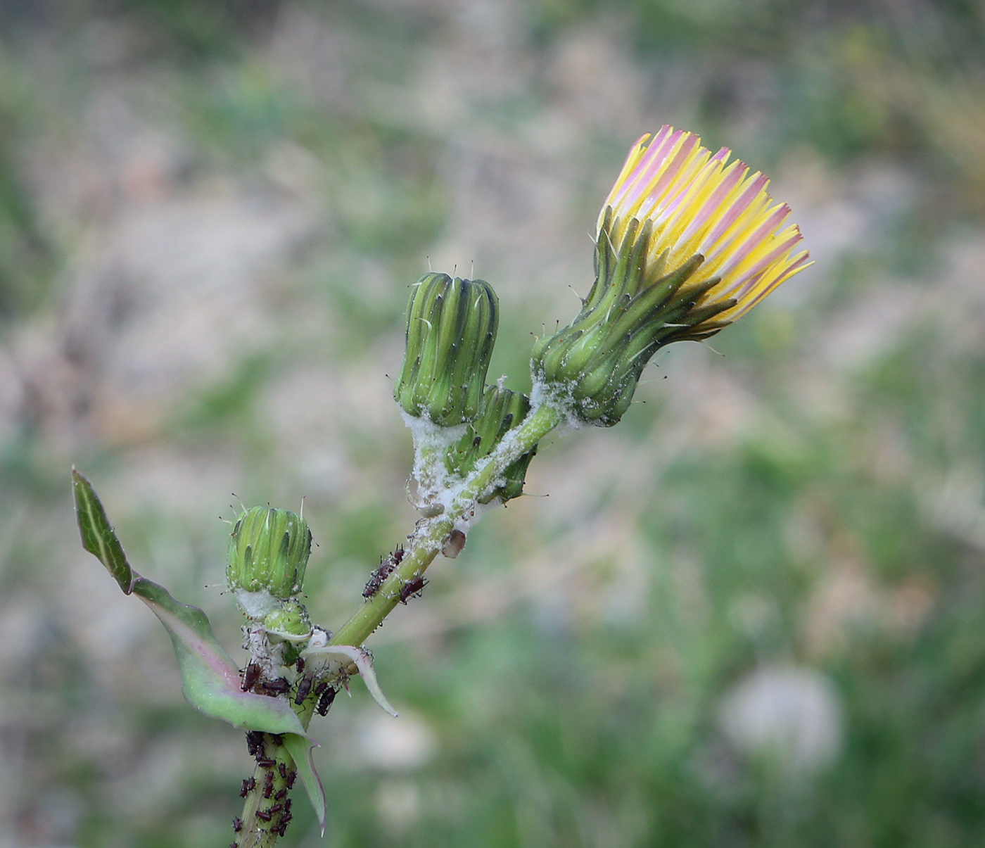 Image of Sonchus oleraceus specimen.