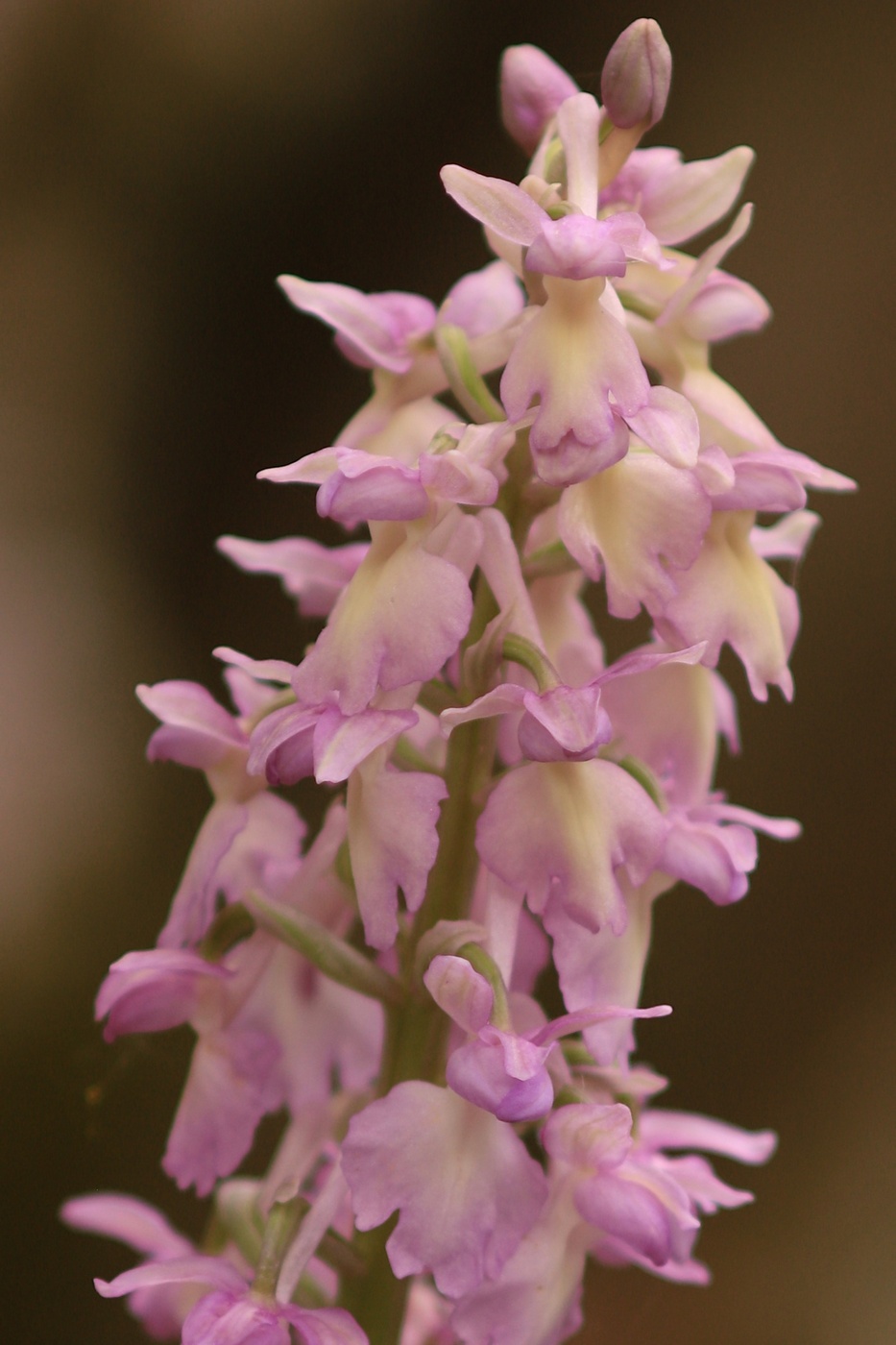 Изображение особи Orchis &times; loreziana.