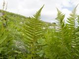 Dryopteris oreades. Вайи с сорусами. Адыгея, Кавказский биосферный заповедник, хр. Каменное Море, ≈ 2000 м н.у.м., в расщелине скалы. 28.07.2018.