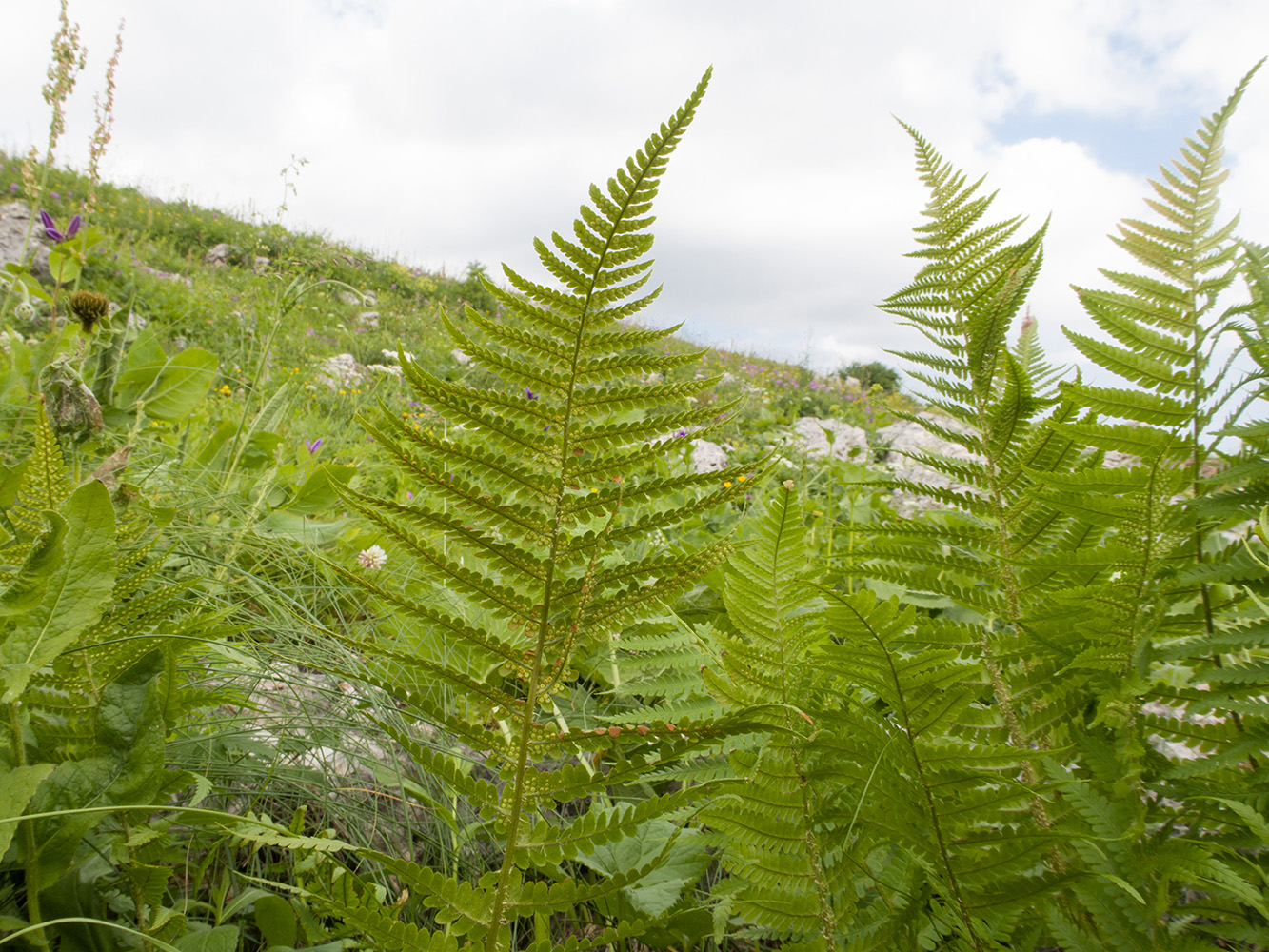 Изображение особи Dryopteris oreades.