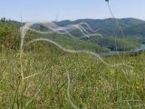 Stipa pulcherrima