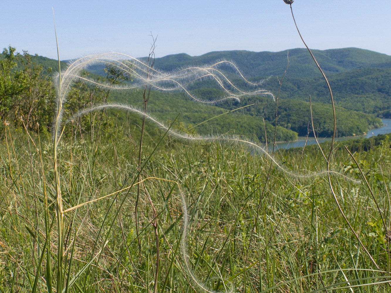 Image of Stipa pulcherrima specimen.