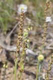 Plantago albicans