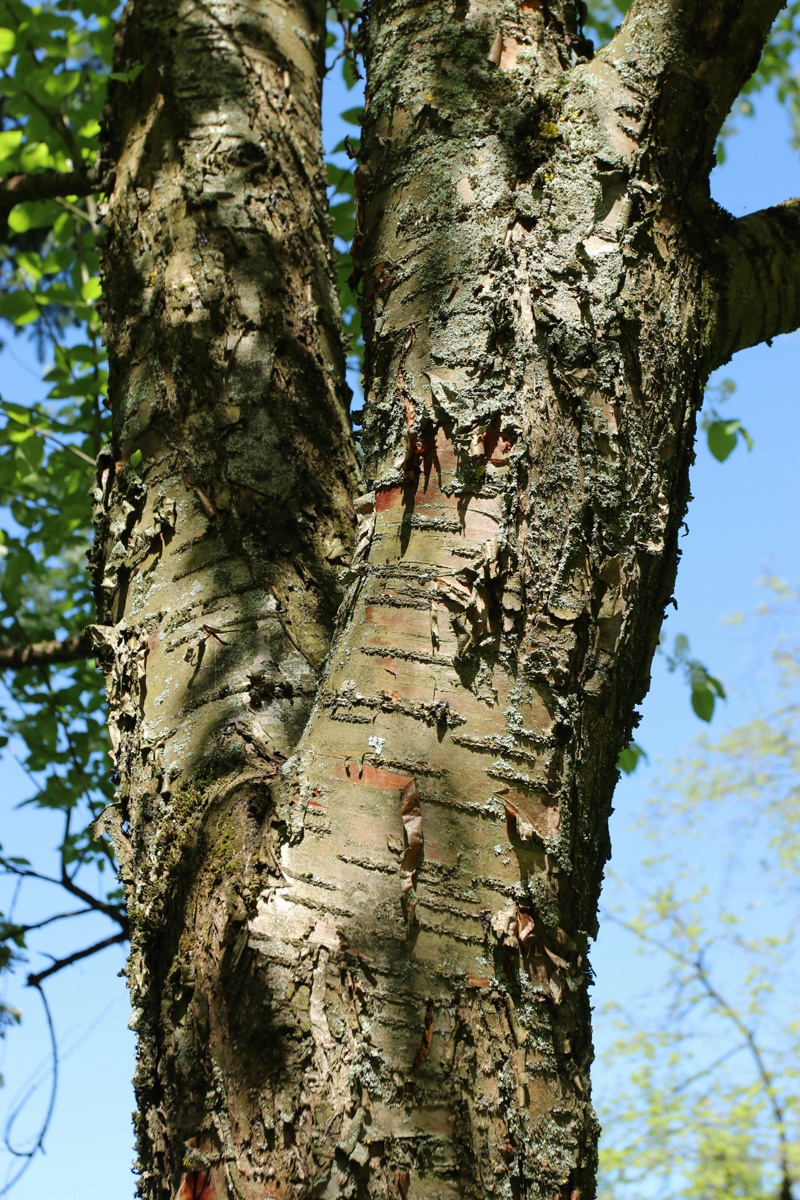 Image of Padus maackii specimen.