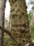 Quercus rubra