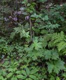 Aconitum septentrionale