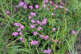 Lychnis ajanensis. Цветущее растение. Магаданская обл., Примагаданье, мыс Островной, морские береговые обрывы. 25 июля 2010 г.