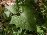 Lapsana intermedia