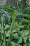 Arisaema consanguineum