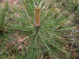 Pinus pallasiana