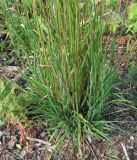 Phleum pratense