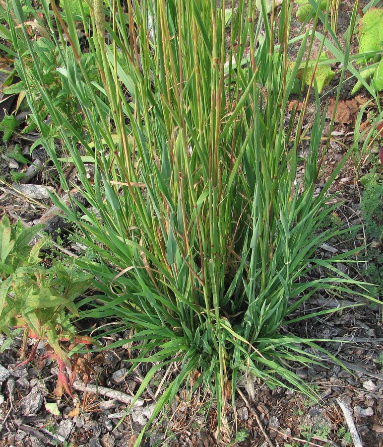 Image of Phleum pratense specimen.