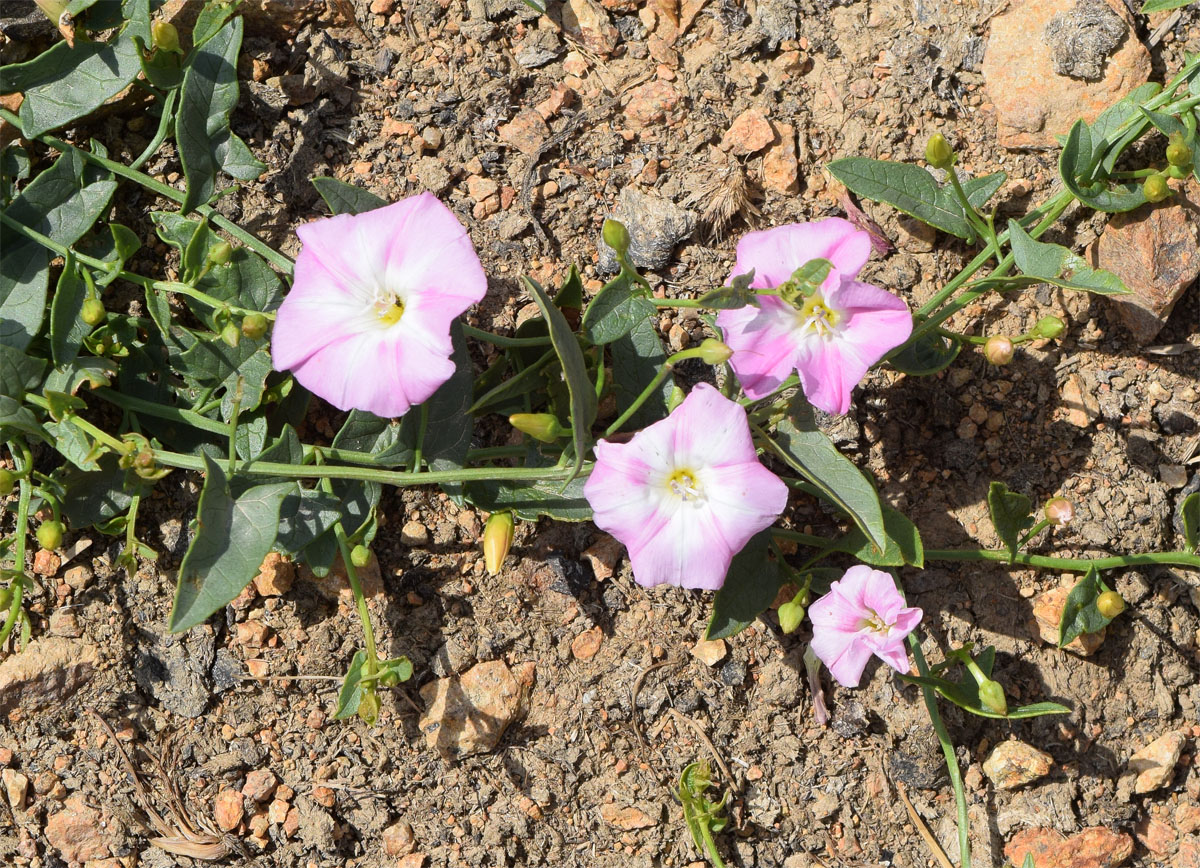 Изображение особи Convolvulus arvensis.