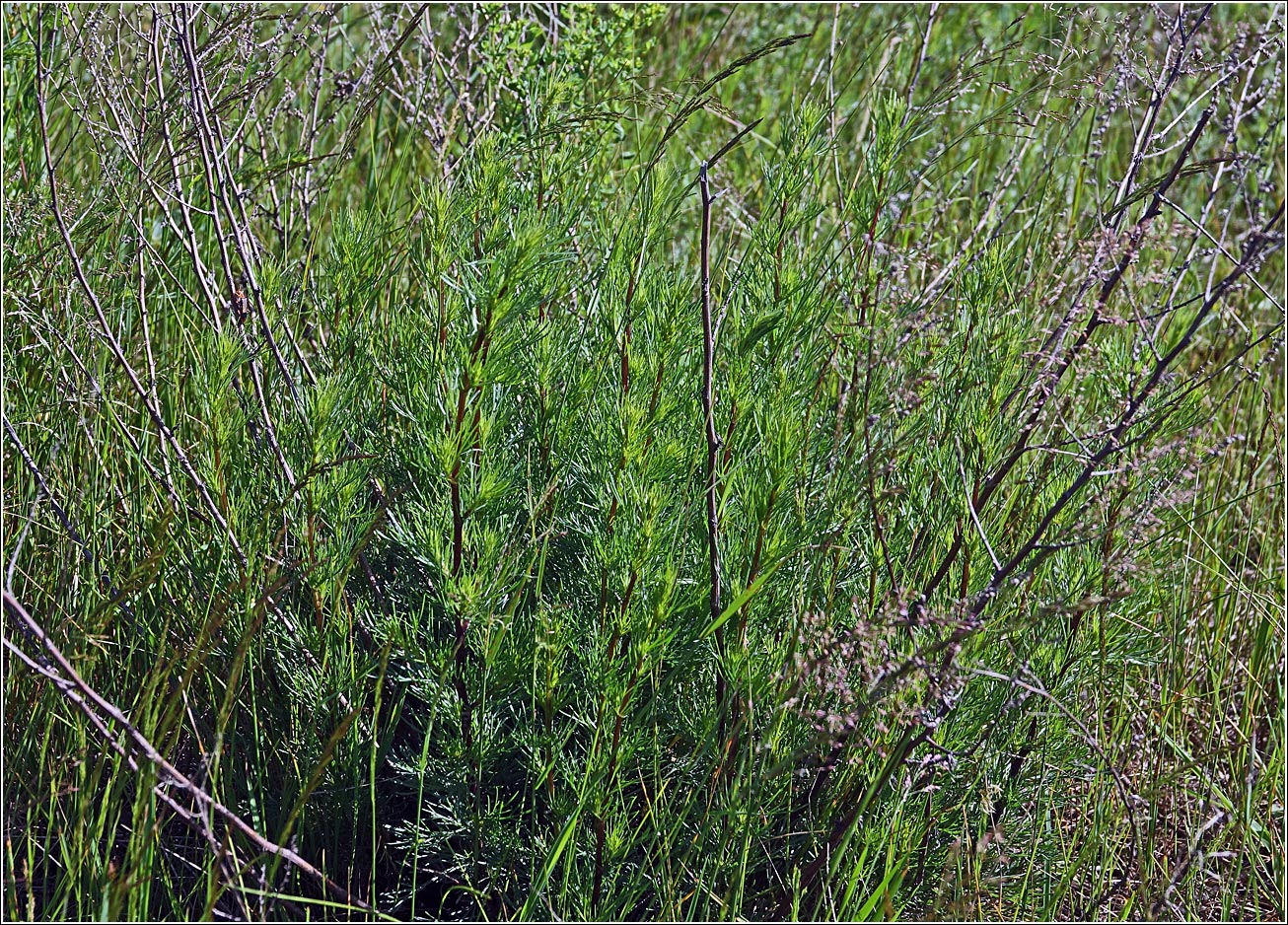 Image of Artemisia campestris specimen.