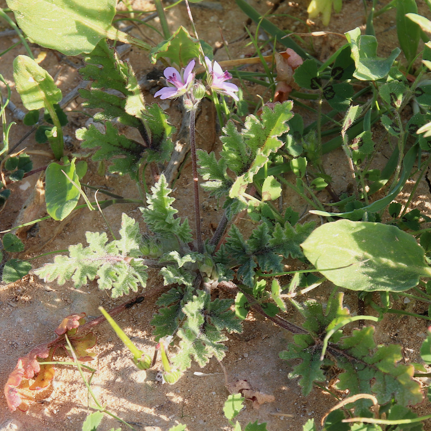 Изображение особи Erodium laciniatum.