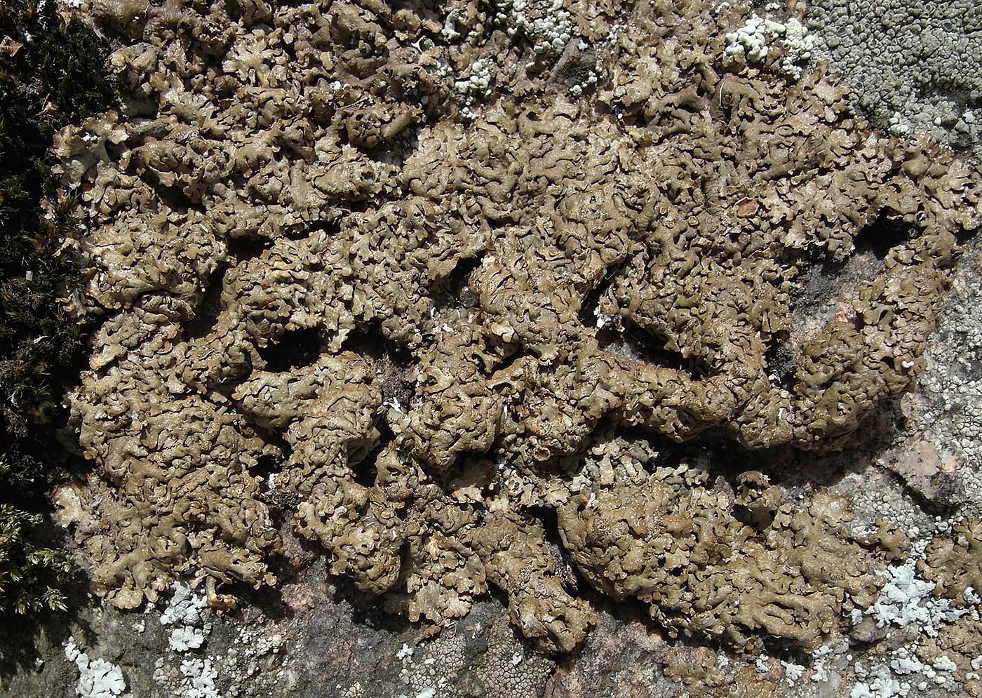 Изображение особи Melanelia sorediata.