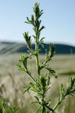 genus Centaurea