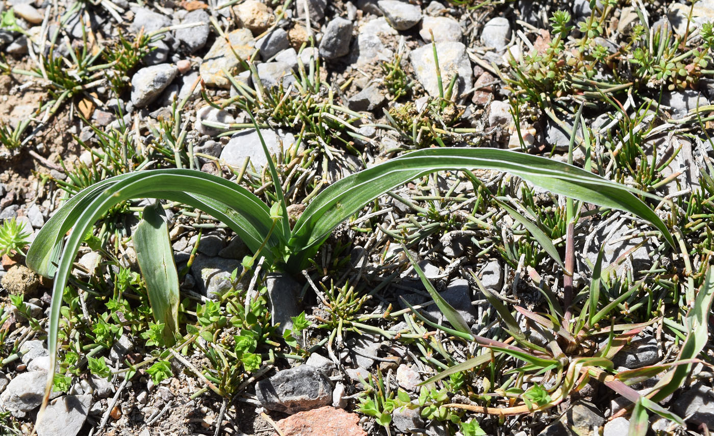 Image of Juno pseudocapnoides specimen.
