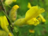 Chamaecytisus hirsutus. Цветок. Украина, Закарпатская обл., Виноградов, Чёрная гора, на опушке дубравы из скального дуба. 5 мая 2008 г.