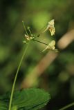 Impatiens parviflora
