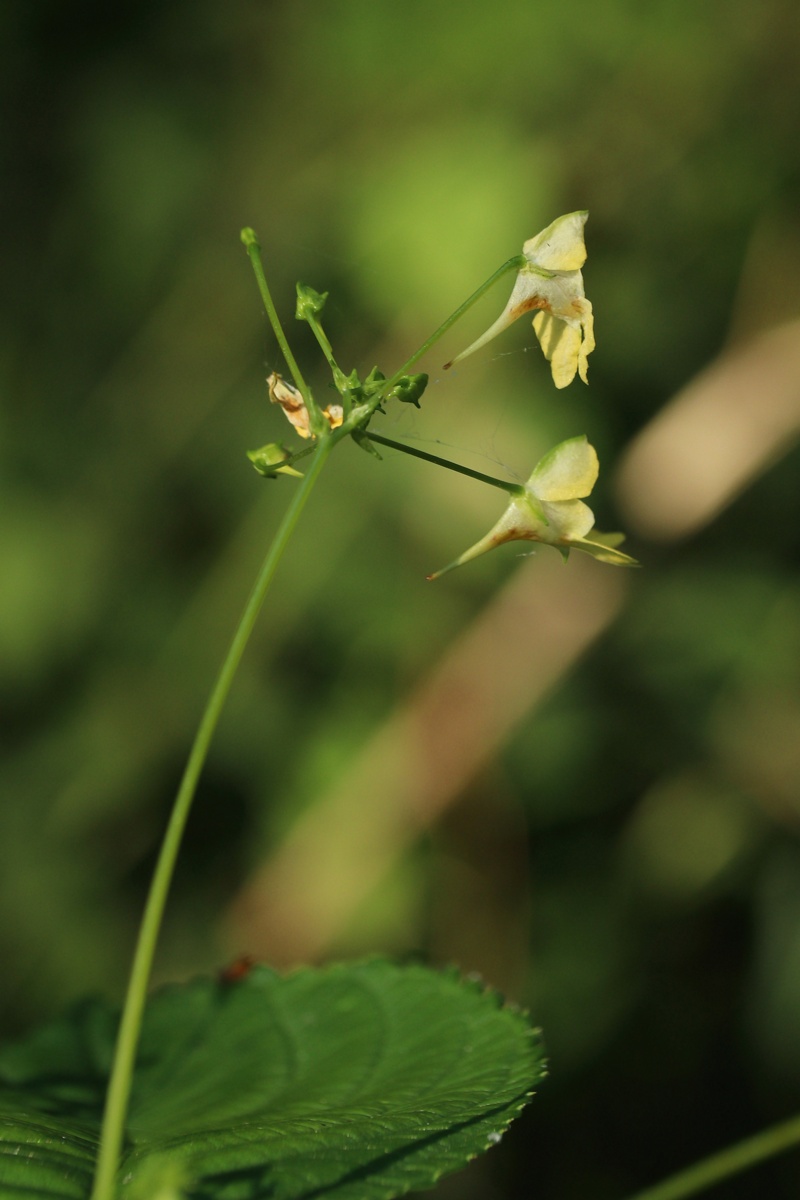 Image of Impatiens parviflora specimen.