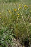 Tulipa biebersteiniana. Плодоносящее растение в сообществе с Tanacetum. Оренбургская обл., Беляевский р-н, Донской сельсовет, каменистая степь. 28 мая 2024 г.