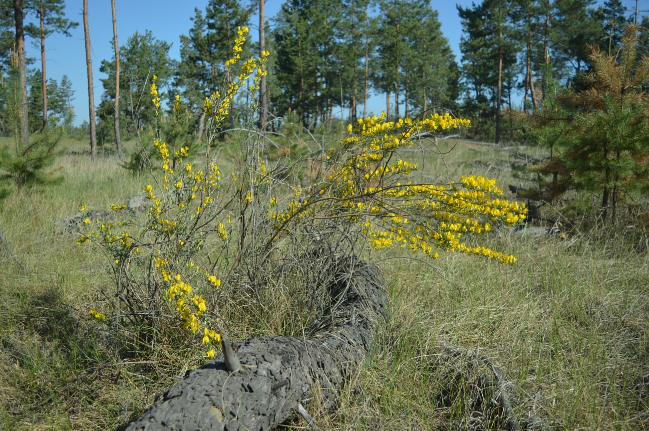 Image of Chamaecytisus borysthenicus specimen.